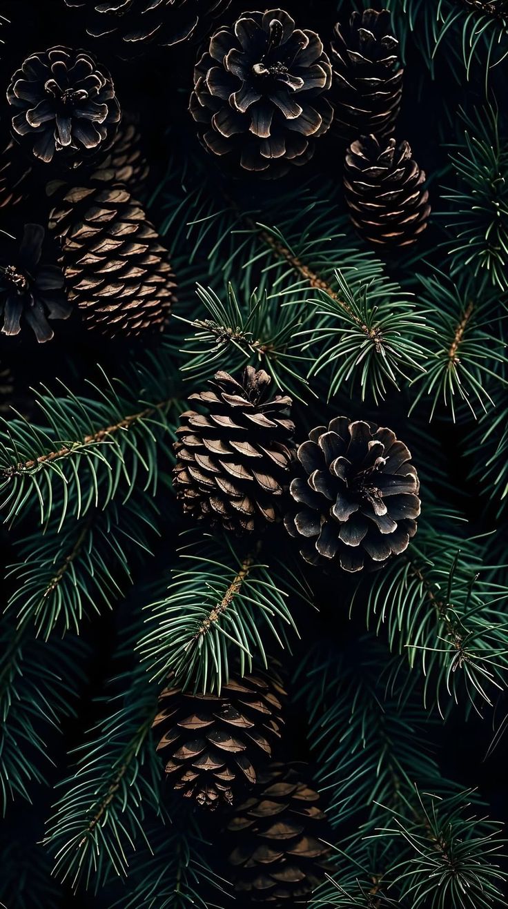 PINO NAVIDEÑO